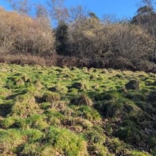 A small rounded mound of earth covered with grass