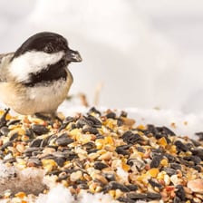A small bird taking tiny bites of seeds.