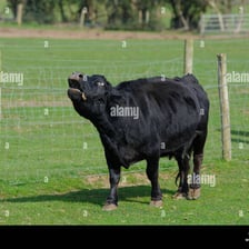 A cow standing in a pasture with its mouth open as it vocalizes.