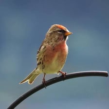 A redpoll finch showing the red patch on its crown
