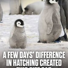 A single penguin standing apart from a paired group