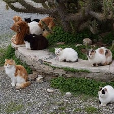 A feral cat living outdoors away from a home