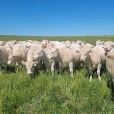Pale-coated Charolais cattle standing in a pasture
