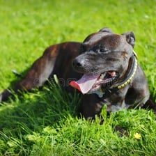 A hot dog panting with its tongue hanging out.