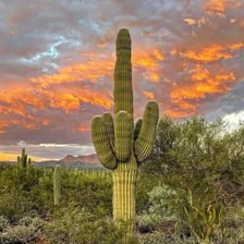 A tall, branching saguaro cactus standing in the Sonoran Desert