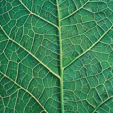 Close-up view of green leaves and foliage