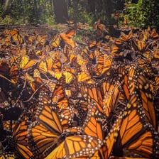 Monarch butterflies gathered during their migration in Mexico.