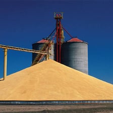 A large pile of grain representing most of a stored supply.