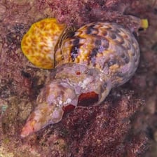 A giant Pacific triton, a large marine sea snail with a spiral shell