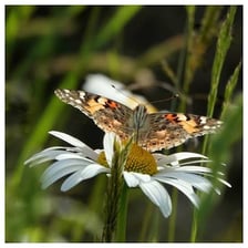 A butterfly moving lightly between flowers, illustrating the verb flitter.