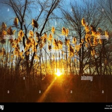The sun appearing above the horizon at sunrise.