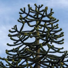 A mature monkey puzzle tree, a species in the Araucaria genus