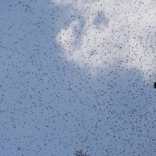A dense group of bees flying together.
