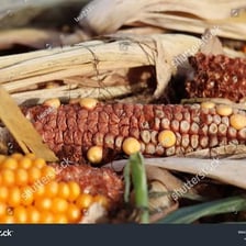 Corn cobs showing the central cores left after the kernels have been removed