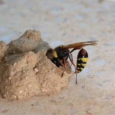 A mud dauber wasp near a mud nest.