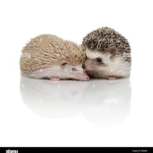 Two small hedgehogs with their protective spines visible