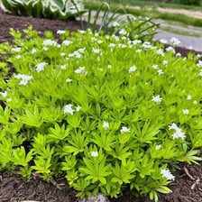 Sweet woodruff growing as a fragrant ground-cover plant