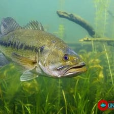 A largemouth bass swimming underwater.