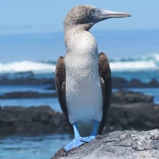A blue-footed booby standing on a rocky shoreline
