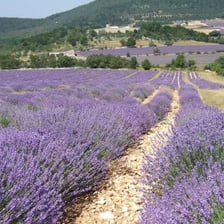 A lavender field in the Provence region of southeastern France.