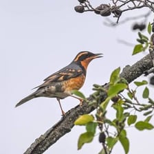 A warbler and a thrush perched on branches