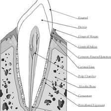 A dental illustration showing an upper canine tooth, also called an eyetooth.