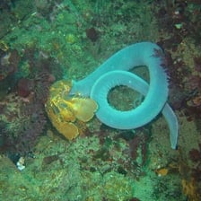 Hagfish on the seafloor in a marine environment.