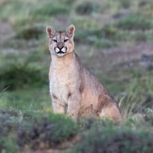 A puma, also known as a cougar or mountain lion, in a natural habitat.