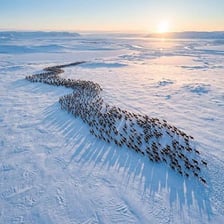 Caribou, also known as reindeer, standing in an Arctic landscape