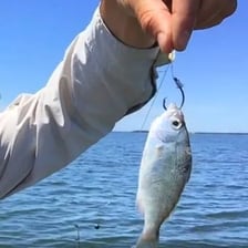 A baited fishing hook catches a fish.