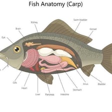 An educational diagram showing the swim bladder inside a fish