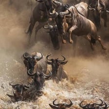 Wildebeest, large African antelope, standing in a grassland herd