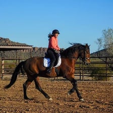 A horse moving at a relaxed, easy canter