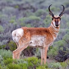 A pronghorn standing in a North American grassland habitat.