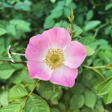 Pink flowers and foliage of an eglantine, or sweetbrier, wild rose.