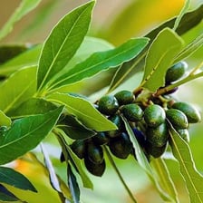 Dark bay laurel berries growing on a Laurus nobilis branch