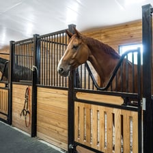 Horse standing in a stall inside a stable