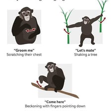 A chimpanzee copies a person's gesture.