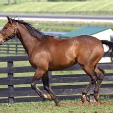 A historical photograph or film image depicting the racehorse Seabiscuit.