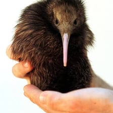 A kiwi and an ostrich, two birds that are unable to fly.
