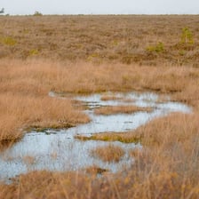 A marshy landscape with shallow water and grasses.