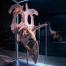 Reconstruction of a Triceratops showing its three horns and bony frill