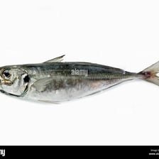 A horse mackerel, a streamlined marine fish.