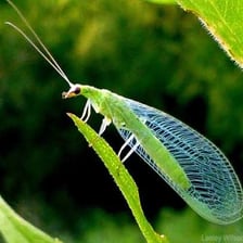 A green lacewing with delicate, transparent veined wings.