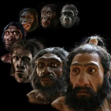 A portrait showing a member of the species Homo sapiens.