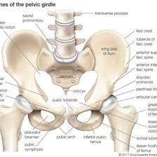 An anatomical illustration showing the human pelvis and hip region.