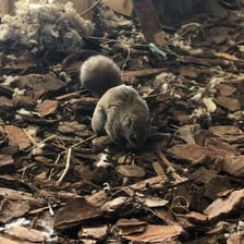 A squirrel placing an acorn in a tree hollow.