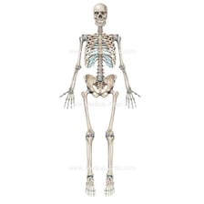 An anatomical illustration of the human skeletal framework.