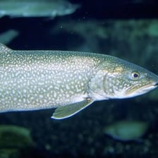 A lake trout, also known as a togue, swimming underwater