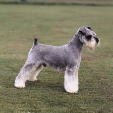 A schnauzer dog with the breed’s characteristic beard and bushy eyebrows